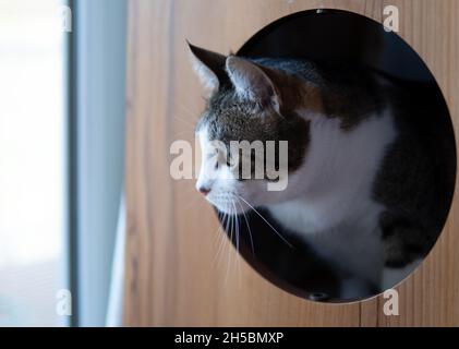 Ein Tabby mit weißer Katze gucken aus einem runden Loch in einem Katzenbaum, um aus dem Fenster zu schauen Stockfoto