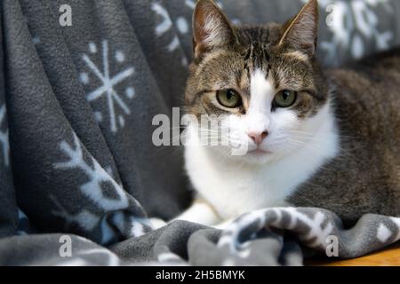 Ein Tabby mit weißer Katze ruht auf einer gemütlichen Decke mit Schneeflocken-Design Stockfoto