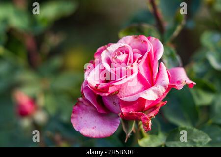 Eine Blume mit rosafarbenen Blütenblättern, die von einem kalten Schnapper verwelken Stockfoto