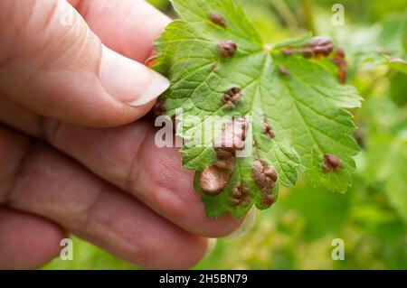 Johannisbeerblätter werden von Gallenaphiden beeinflusst. Bekämpfung von Gartenschädlingen von Obst- und Beerenpflanzen. Stockfoto