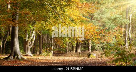 Herbstwald in North Norfolk UK mit goldenen Buchen und morgendlichem Sonnenschein. Gefallene Blätter Teppich die Landschaft ohne Menschen Stockfoto