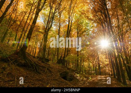 Die Herbstsonne scheint warm durch die Baumkronen der Buchen mit goldenem Laub. Stockfoto