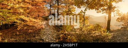 Die Herbstsonne scheint warm durch das goldene Laub eines magischen Waldes. Herbstbanner. Stockfoto