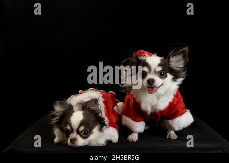 Zwei chihuahua Hunde tragen ein rotes weihnachtsmann Kostüm mit Geschenkbox und blicken in die Kamera. Isoliert auf schwarzem Hintergrund. Frohes neues Jahr und Merry Chr. Stockfoto
