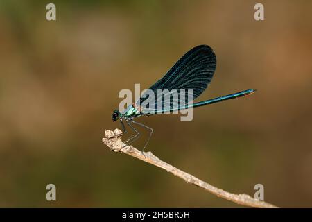 Die schöne männliche Demoiselle (Calopteryx virgo) ließ sich auf einem Zweig nieder und wurde im Profil gesehen Stockfoto