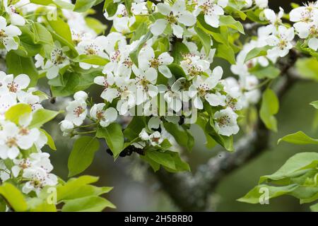Gewöhnliche Birne, Pyrus communis blüht an einem wolkigen Frühlingstag in Nordeuropa. Stockfoto
