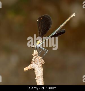 Eine weibliche, schöne Demoiselle (Calopteryx virgo), die im Profil gesehen wurde, siedelte sich auf einem Zweig an, dessen Flügel sich umwerteten Stockfoto