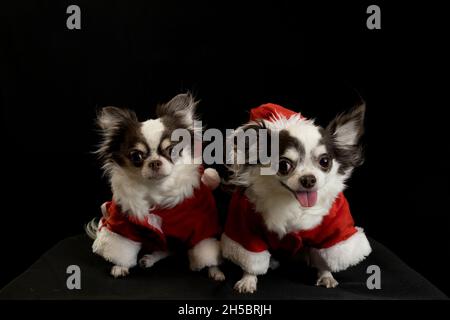 Zwei chihuahua Hunde tragen ein rotes weihnachtsmann Kostüm mit Geschenkbox und blicken in die Kamera. Isoliert auf schwarzem Hintergrund. Frohes neues Jahr und Merry Chr. Stockfoto