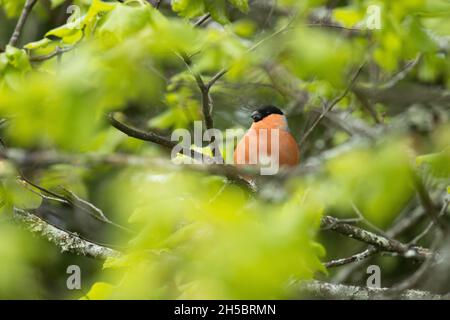 Ausgewachsener männlicher Eurasischer Bullfink, Pyrrhula pyrrhula sitzt im Frühling in der Mitte von grünen, frischen Blättern. Stockfoto