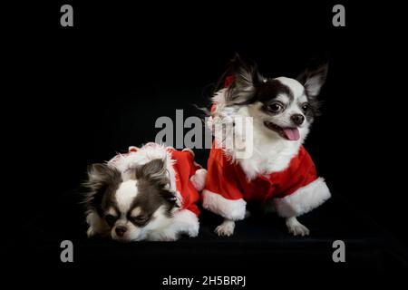 Zwei chihuahua Hunde tragen ein rotes weihnachtsmann Kostüm mit Geschenkbox und blicken in die Kamera. Isoliert auf schwarzem Hintergrund. Frohes neues Jahr und Merry Chr. Stockfoto