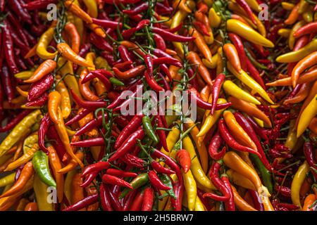 Chilis, Amalfi, Italien Stockfoto