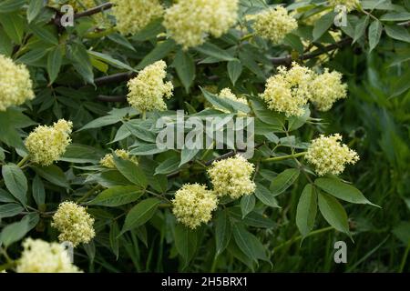 Rote Holunderbeere, Sambucus racemosa blühen im Spätwohnling in Estland, Nordeuropa. Stockfoto