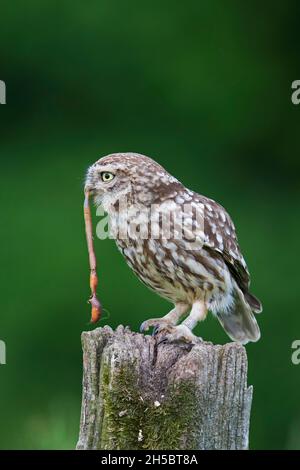 Beringte kleine Eule (Athene noctua), die ertastete Regenwurm-/Wurmbeute frisst, während sie auf einem alten, verwitterten Zaunpfosten entlang der Wiese/Wiese thront Stockfoto
