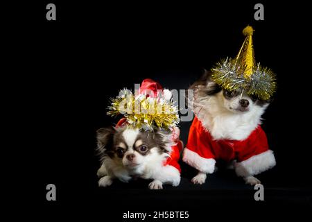 Zwei chihuahua Hunde tragen ein rotes weihnachtsmann Kostüm mit Geschenkbox und blicken in die Kamera. Isoliert auf schwarzem Hintergrund. Frohes neues Jahr und Merry Chr. Stockfoto