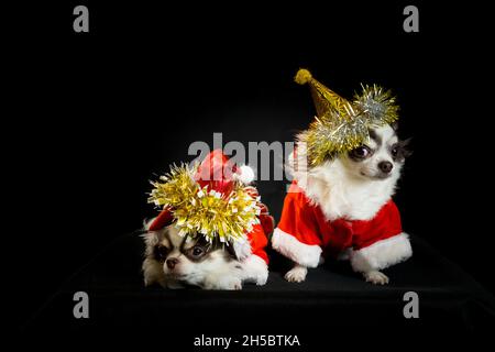 Zwei chihuahua Hunde tragen ein rotes weihnachtsmann Kostüm mit Geschenkbox und blicken in die Kamera. Isoliert auf schwarzem Hintergrund. Frohes neues Jahr und Merry Chr. Stockfoto