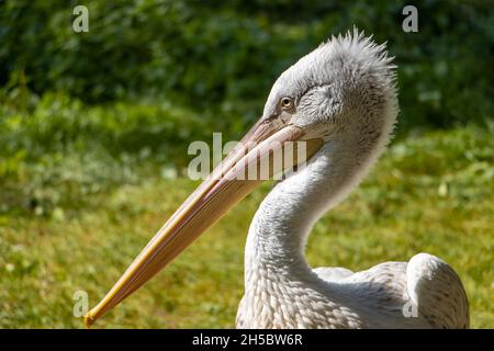 Das Porträt des dalmatinischen Pelikans (Pelecanus crispus). Stockfoto