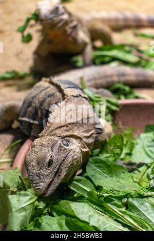 Der kubanische Felseniguana - kubanischer Bodeniguana (Cyclura nubila) füttert eine grüne Pflanze aus einer Schüssel Stockfoto