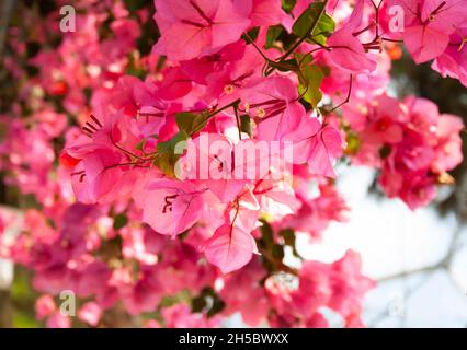 Nahaufnahme von schönen leuchtend rosa Bougainvillea Blumen Stockfoto