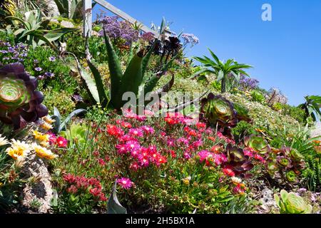 Bunte Blumen in einem schönen Garten am Meer an einem sonnigen Tag Stockfoto