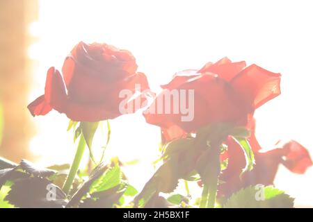Nahaufnahme von roten Rosen in hellem Licht Stockfoto