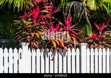 Lebhaft rosa lebendige Cordyline Pflanzen Blätter Laub in Florida Keys, Key West, Stadt Bürgersteig mit schönen Landschaftsstraße weißen Zaun auf sonnigen Stockfoto