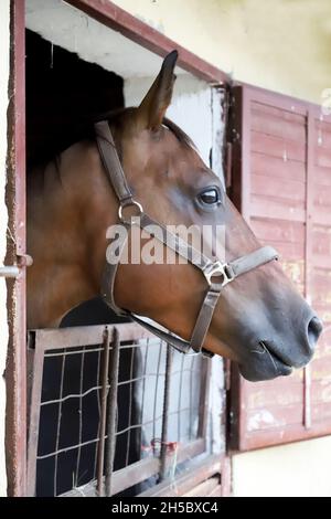 Das reinrassige Pferd steht draußen vor dem Tor des Stallkastens. Der junge Rennpferd-Kopf blickt im Sommer aus dem Stall Stockfoto