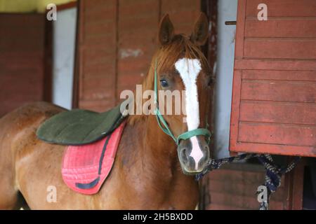 Das reinrassige Pferd steht draußen vor dem Tor des Stallkastens. Der junge Rennpferd-Kopf blickt im Sommer aus dem Stall Stockfoto