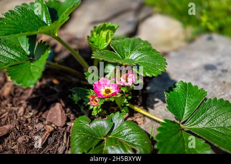 Nahaufnahme von rosa Erdbeeren Beerenpflanzen Blumen blühen auf gemahlenen Reben in Home Gartenbauernhof im Frühjahr Stockfoto