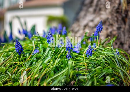 Bodenebener, niedriger Winkel der kleinen blauen Muscari-Blumen Makro-Nahaufnahme auf dem Vorgarten im Garten im Frühling in Virginia Bokeh Hintergrund von tre Stockfoto