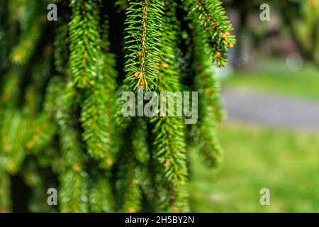 Makro-Nahaufnahme von hängenden Ästen und grünen Laubnadeln von weinenden Kiefern mit Texturdetails im Sommergarten von Virginia und Bokeh-Hintergrund Stockfoto