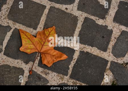 Gefallenes gelbes Blatt auf altem Pflaster - Ein gelbes Blatt, das an einem bewölkten Herbsttag auf dem alten Pflaster der Abtei San Nilo in Grottaferrata gefallen ist. Stockfoto