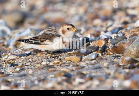 Schneehammer (Plectrophenax nivalis) auf küstennahen Steinchen im Winter Stockfoto