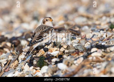 Schneehammer (Plectrophenax nivalis) auf küstennahen Steinchen im Winter Stockfoto