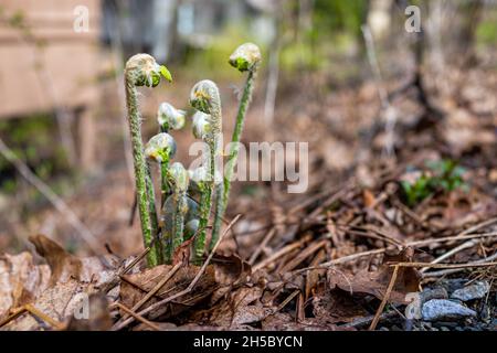 Bodenansicht der jungen, auftauchenden Spiralknospen aus dem nördlichen Maidenhair-Farn sprießen im Frühjahr im Wintergreen Skigebiet, Virginia, die aus dem getrockneten Bro hervorgehen Stockfoto