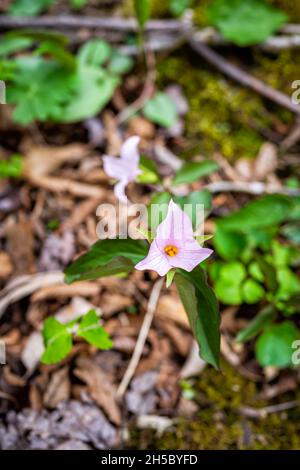 Flache Lage oben Nahaufnahme der wilden weißen rosa trillium Wildblumenblume im frühen Frühjahr in Virginia Blue Ridge Mountains parkway des Wintergreen Resort Stockfoto