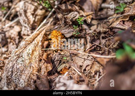 Makro-Nahaufnahme einer Conopholis americana-Squawroot oder einer amerikanischen Krebswurzel-Cancerroot auf Waldboden unter trockenen Herbstblättern in Wintergr Stockfoto