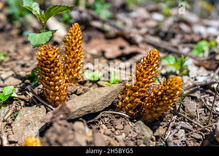 Makro-Nahaufnahme von Conopholis americana Squawroot oder American Cancer-Root Cancerroot Wintergreen Resort Wanderweg Chestnut Springs, Virginia Stockfoto