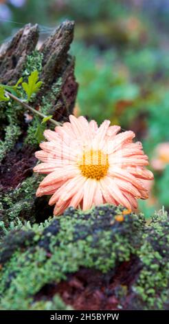Auf einem moosbewachsenen Baumstamm liegt eine lachsfarbene Chrysantheme indicum oder indische Chrysantheme-Blume. Stockfoto