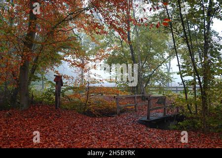 Spaziergang durch einen herbstlichen Wald. Eine kleine Holzbrücke. Der Weg ist komplett mit roten Buchenblättern bedeckt. Stockfoto