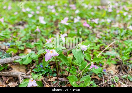 Viele wilde, weich rosa trillium Wildblumen blühen im Frühfrühlingsfeld am Virginia Blue Ridge Mountains parkway des Wintergreen Resorts auf Wandertour n Stockfoto