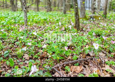 Wild weiß rosa trillium Wildblumen Blumen Feld im frühen Frühjahr in Virginia Blue Ridge Mountains parkway von Wintergreen Resort auf Wanderung Natur Stockfoto