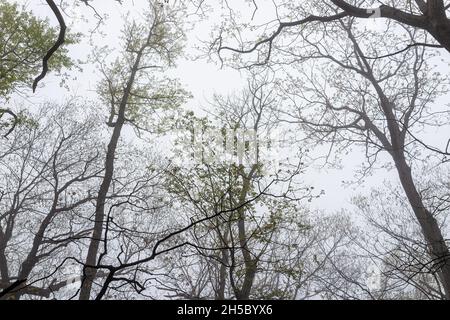 Blick auf den Wald mit grünen Laubblättern auf Ästen im Morgennebel, nebliges Wetter auf dem Wanderweg im Wintergreen Resort Ski Stockfoto