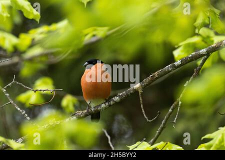 Ausgewachsener männlicher Eurasischer Bullfink, Pyrrhula pyrrhula sitzt im Frühling in der Mitte von grünen, frischen Blättern. Stockfoto
