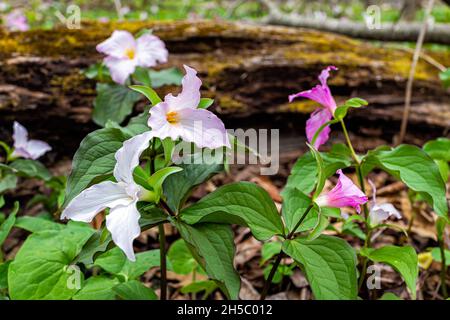 Violett-rosa wilde, weiche trillium-Wildblumen blühen im Frühfrühlingsfeld in den Virginia Blue Ridge Mountains im Wintergreen Resort auf einem Waldwanderweg Stockfoto