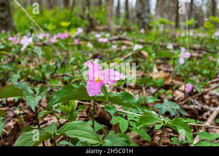 Lila rosa wild weichen trillium Wildblumen blüht im frühen Frühjahr Feld in Virginia Blue Ridge Mountains Wintergreen Resort auf Wandern Natur Fores Stockfoto