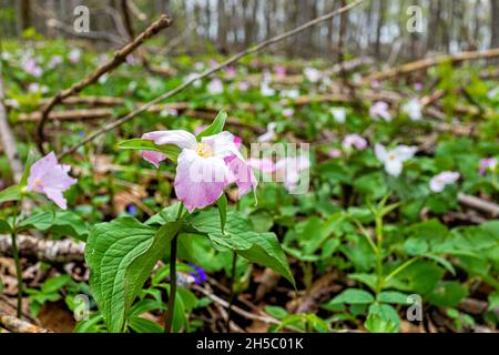 Blick vom Erdgeschoss auf die wilden, weichen, rosa trillium Wildblumen im Frühfrühlingsfeld am Virginia Blue Ridge Mountains parkway des Wintergreen Resorts Stockfoto