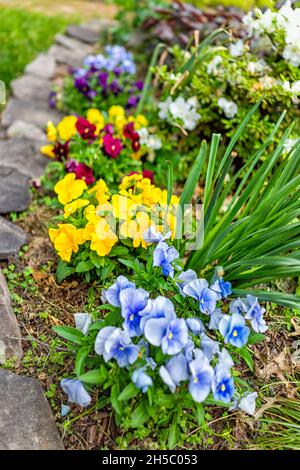 Nahaufnahme von lebhaften lebhaften bunten Stiefmütterchen Blumen im Frühling mit Haus Gartenanlage und Umrandung von Steinfelsen Stockfoto