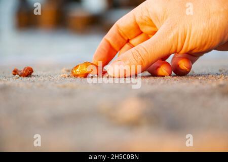 Bernstein auf feinem Sand. Die Hand nimmt ein Stück Steinharz. Eine Hand nimmt ein schönes Stück Bernstein aus dem Sand Stockfoto