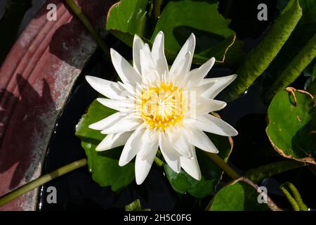 Weiße Seerose in einer Schüssel Stockfoto