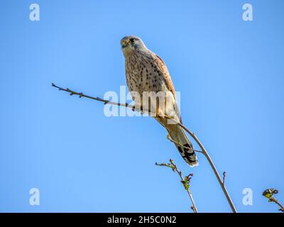 Schöner Turmfalke, der auf einem Ast mit einem strahlend blauen Himmel im Hintergrund thront Stockfoto